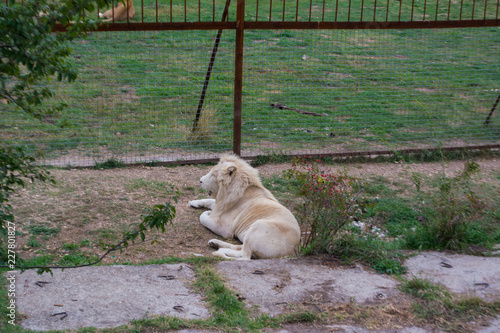 Fototapeta Naklejka Na Ścianę i Meble -  White lion lying on the grass on the background of the cell