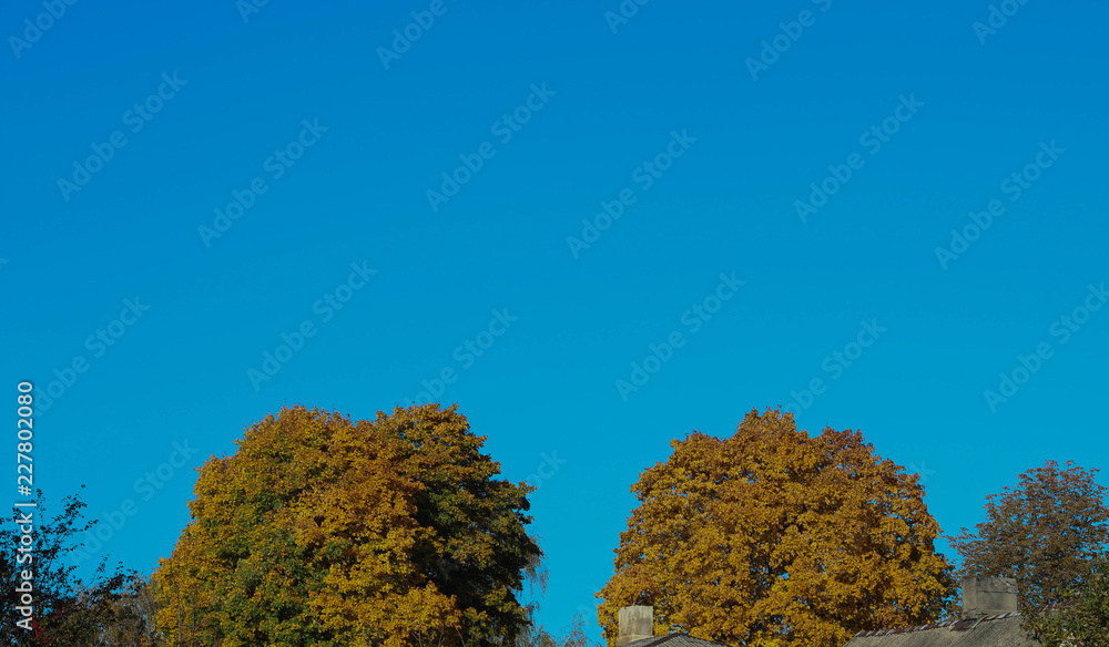Fototapeta premium Autumn Yellow and Red Maple Leaves Placed as a Frame Against Blue Sky Background.