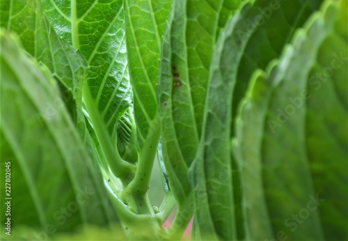 background of green leaves