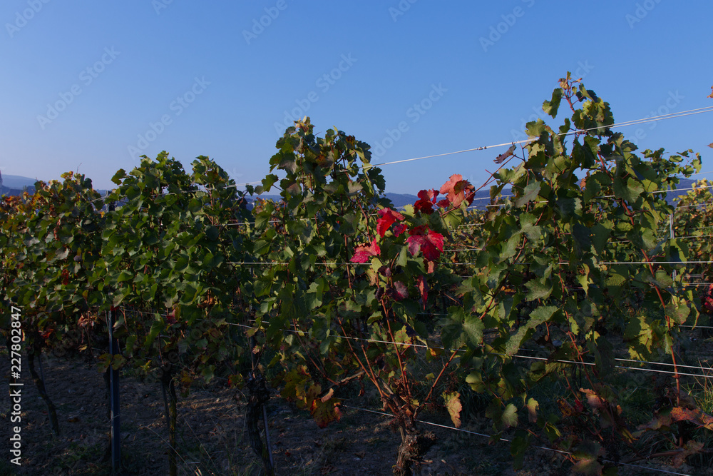 single red leaves in a green vineyard