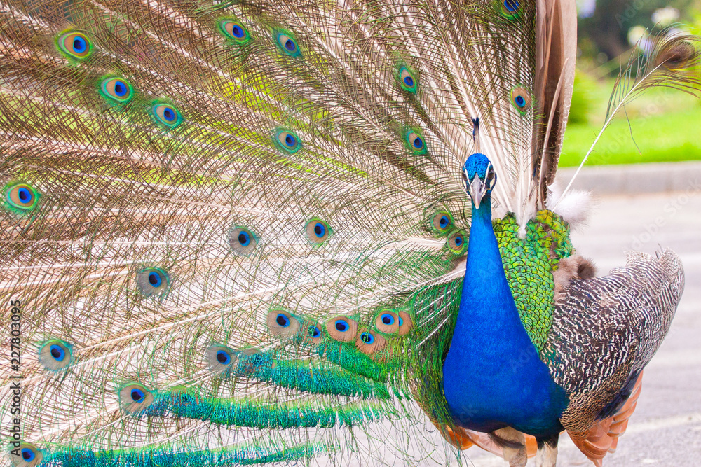 Obraz premium Peacock