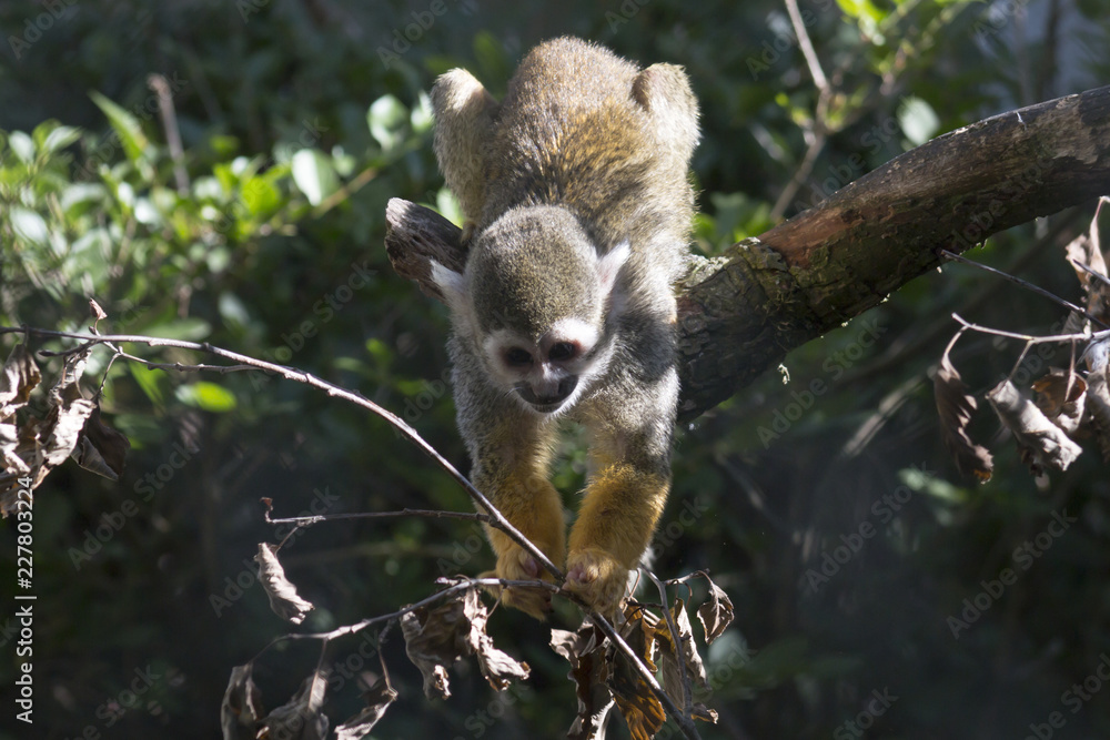 Obraz premium Squirrel monkey looking for food