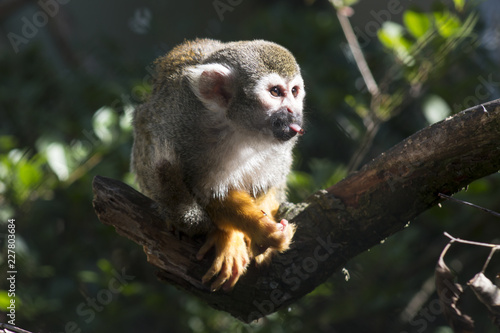 Squirrel monkey eating © Jackie