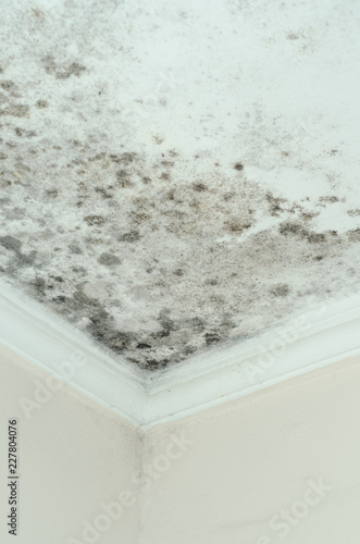 Mold grows well on paper products, plaster, ceiling tiles, products.