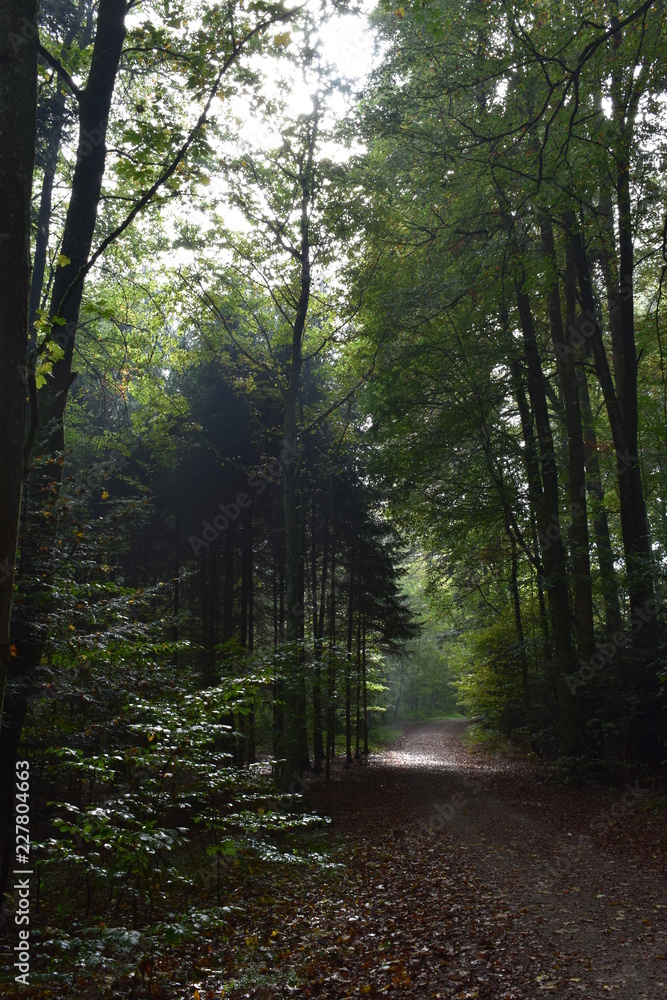 Fototapeta premium forest