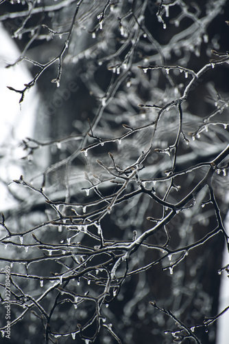 Magical glowing ice covered branches after a spring ice storm