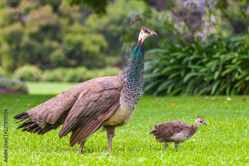 female peacock and baby