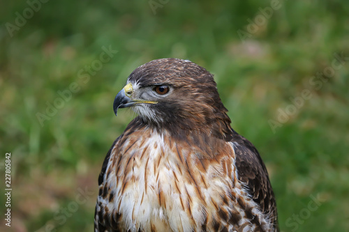 Bussard Portrait photo