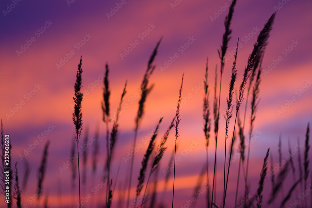 sunset over wheat field