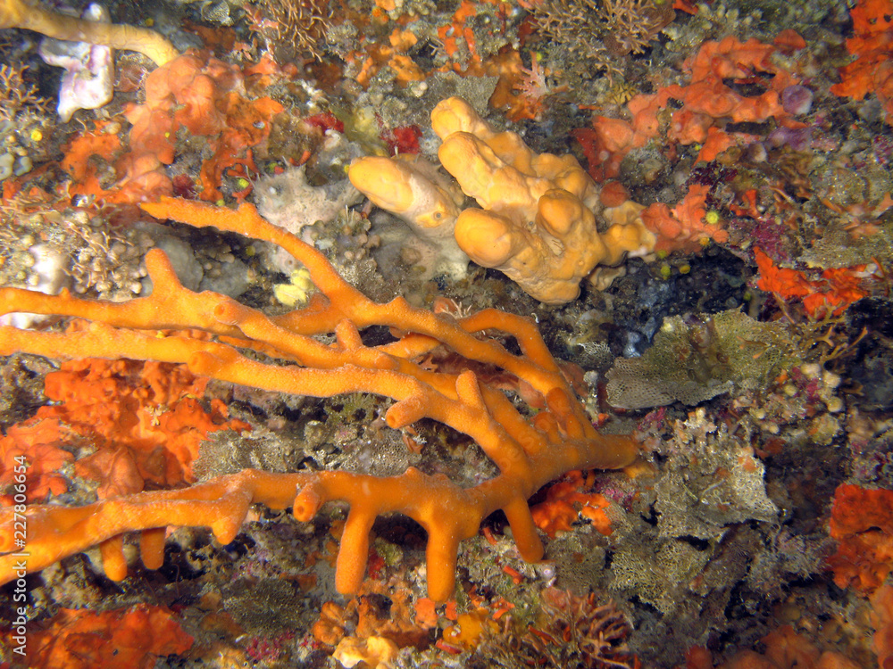 giallo arancione mare Monorato giallo arancione mare Monorato