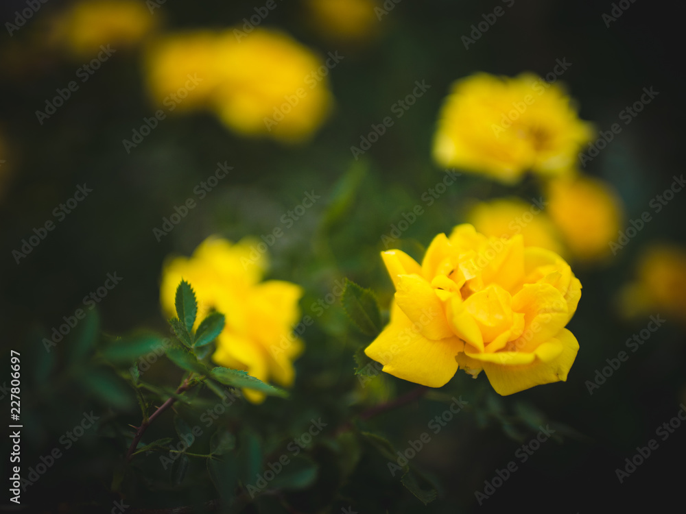 bush of blooming yellow roses in the garden bush of blooming yellow roses in the garden