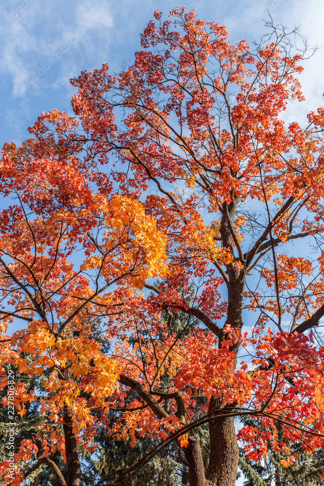 Beautiful autumn. Autumn background. Orange leaves in sunny background Beautiful autumn. Autumn background. Orange leaves in sunny background