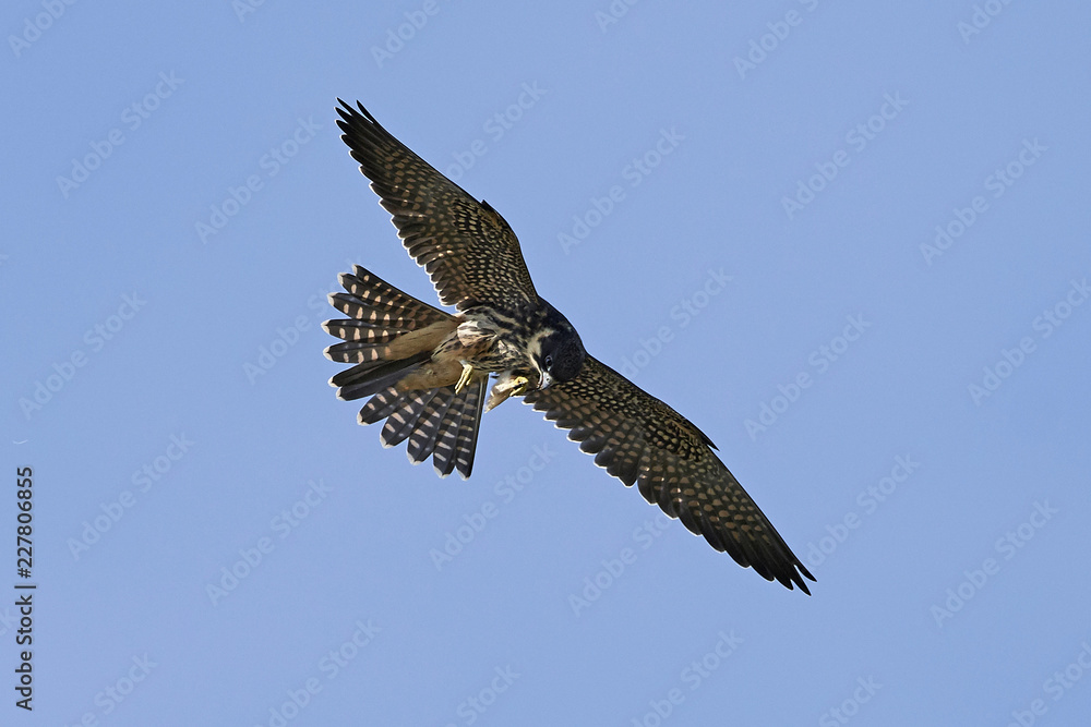 Obraz premium Eurasian hobby (Falco subbuteo)
