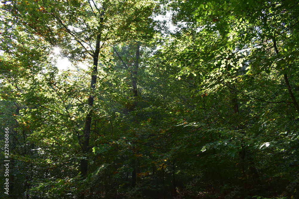 Fototapeta premium forest