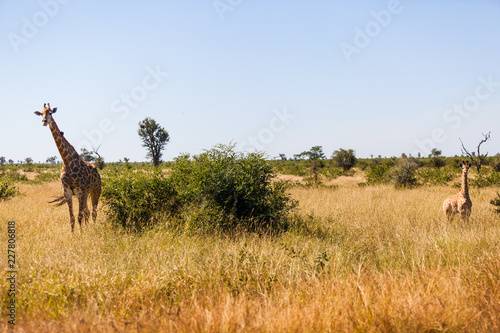 Fototapeta Naklejka Na Ścianę i Meble -  A giraffe mother and calf walk through the bush, northern Kruger park, South Africa.