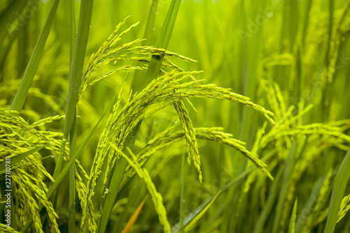 Background, yellow-green rice fields