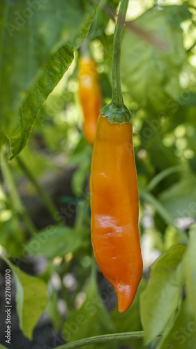 Aji Yellow chili pepper closeup 1.