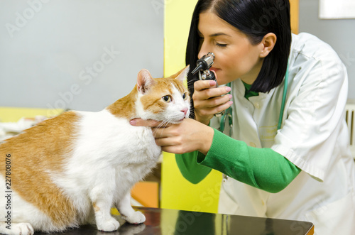 Fototapeta Naklejka Na Ścianę i Meble -  Young female veterinarian checking cat's ears with otoscope 