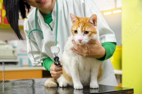 Fototapeta Naklejka Na Ścianę i Meble -  Cute kitten on vet table, unrecognizable female veterinarian in background 