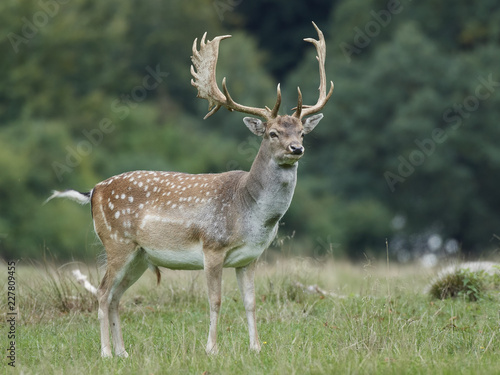 Fallow deer  Dama dama 