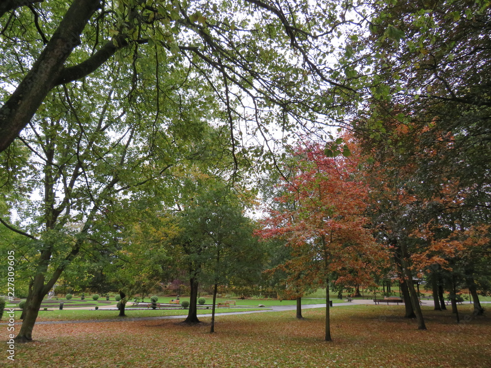 park area full of colourful leaves and trees 