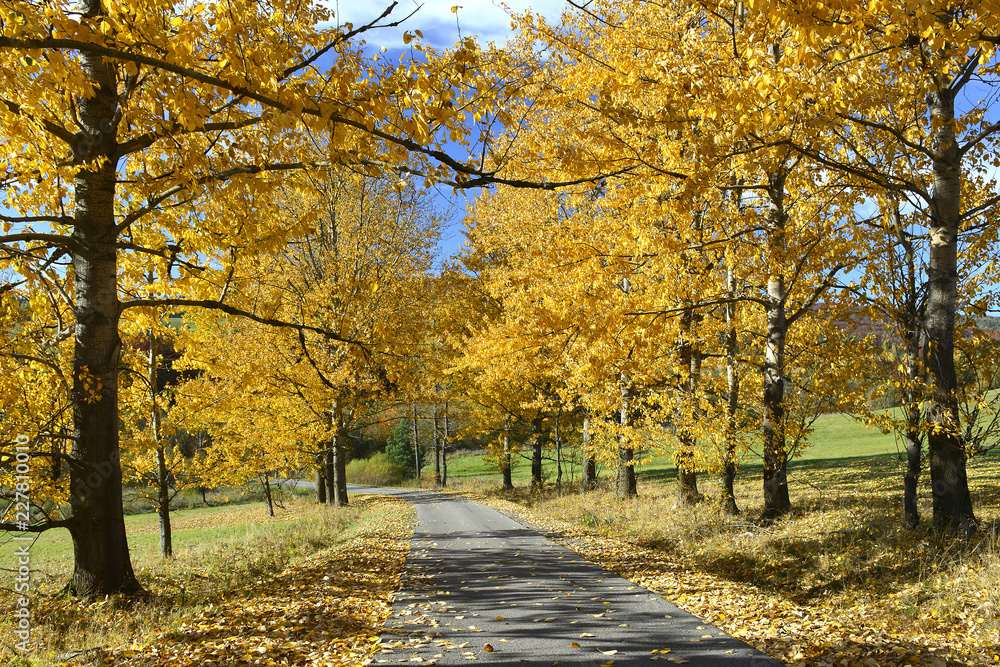 Autumn golden trees and country asphalt road, Low Beskids (Beskid Niski), Poland

