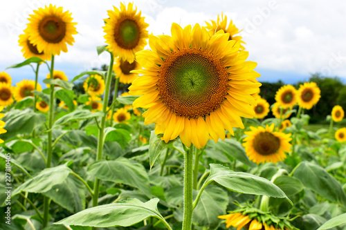 Yellow sunflowers in bloom