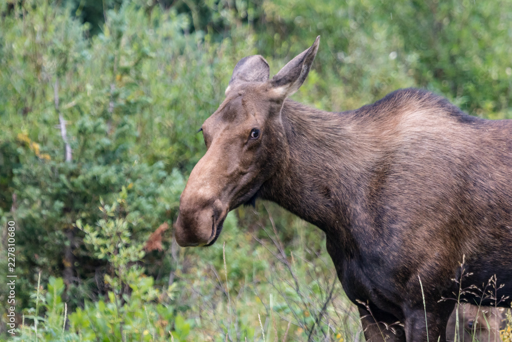 Moose in Gunnison National Forest near Crested Butte, Colorado Moose in Gunnison National Forest near Crested Butte, Colorado