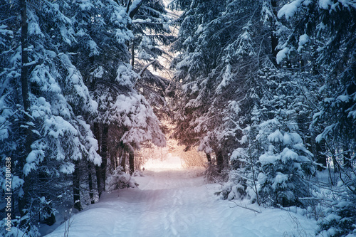 winter panorama on the road through coniferous forest © candy1812