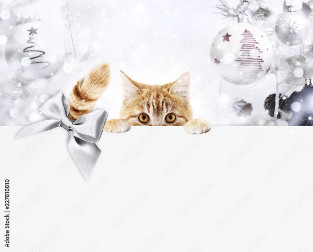 christmas ginger cat gift card with bright balls and silver ribbon bow, copy space template