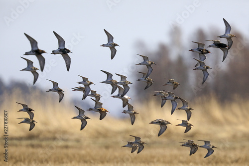 birds on the fly © Risto
