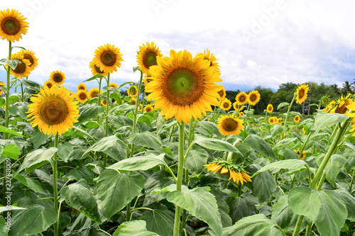 Sunflower Field Under Sunny Sky
