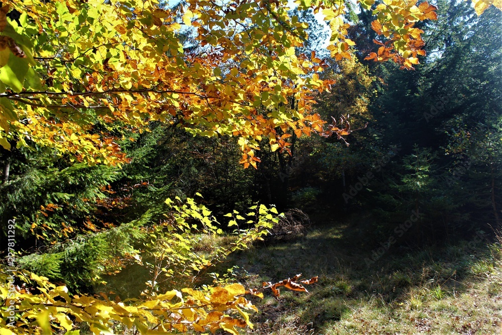 Casone, Toscana,Vacanza,Autunno,Paesaggio,Alberi,Rami,Foglie, Natura, Arancione,Rosso,Giallo, Colori,Panorama, Bosco,Selva,Foresta,,Marrone,Silenzio,Pace,Multicolore,Escursione,Trekking,Luce,Ombra