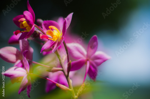 The colorful natural garden