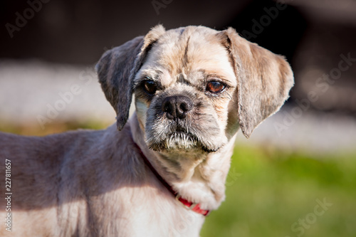 Fototapeta Naklejka Na Ścianę i Meble -  A Shih tzu dog living in animal shelter in Belgium
