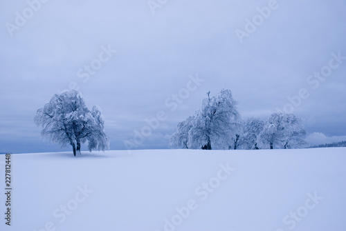 Verschneite Windbuchen auf dem Schauinsland bei Freiburg / Snowy trees on the Schauinsland near Freiburg
