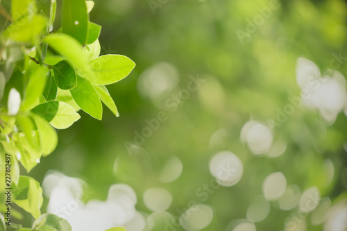 Closeup nature view of green leaf on blurred greenery background in garden with copy space using as background natural green plants landscape  ecology  fresh wallpaper concept.