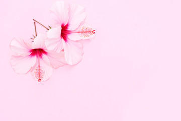 Wellness background with two hibiscus fresh flowers on pink background, top view