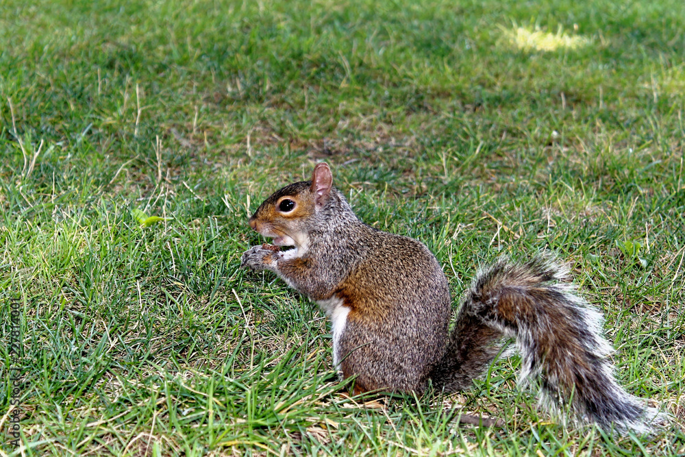 Squirrel sitting in grass in Central Park, New York City Squirrel sitting in grass in Central Park, New York City