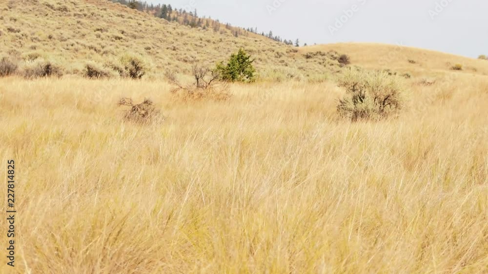 Left to right pan: Typical grassland ecosystem in BC, with bunchgrasses and sagebrushes moving in the wind. (BC, Canada) Left to right pan: Typical grassland ecosystem in BC, with bunchgrasses and sagebrushes moving in the wind. (BC, Canada)