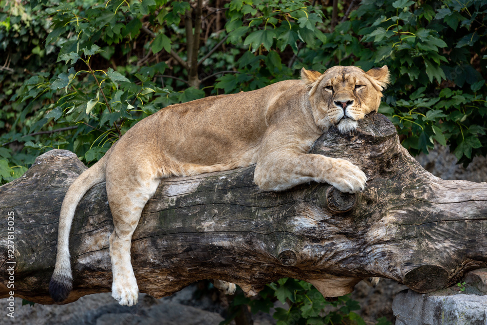 Lioness resting on a fallen tree trunk with its paws hanging and head turned towards the camera Lioness resting on a fallen tree trunk with its paws hanging and head turned towards the camera