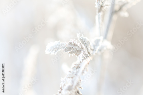 frost on branch of plants at sunny winterday © busenlilly666