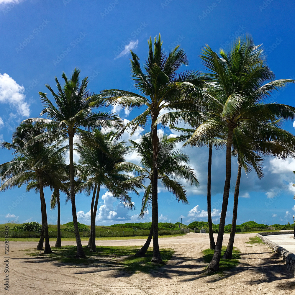 Miami beach, Florida - July 16, 2016: Miami South Beach park with palms