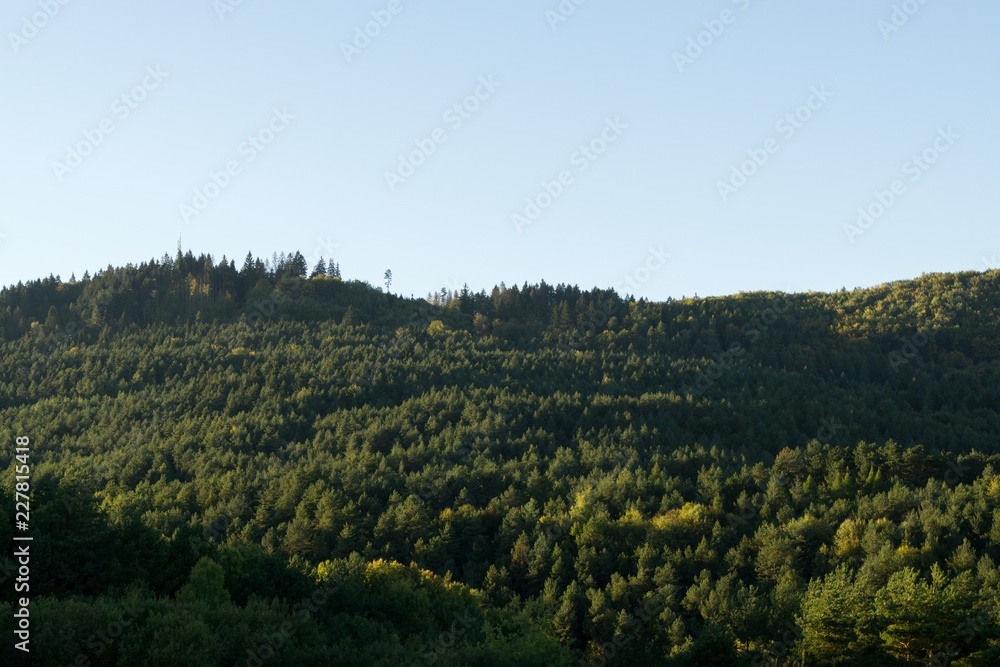 Obraz premium Trees in the forest. Slovakia 