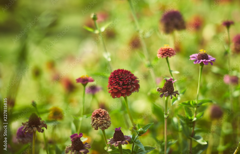 red zinnia flower red zinnia flower