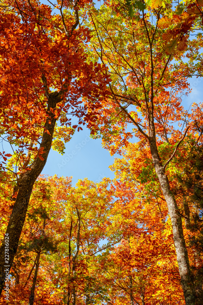 Beautiful autumn landscape with yellow trees,green, sun and blue sky