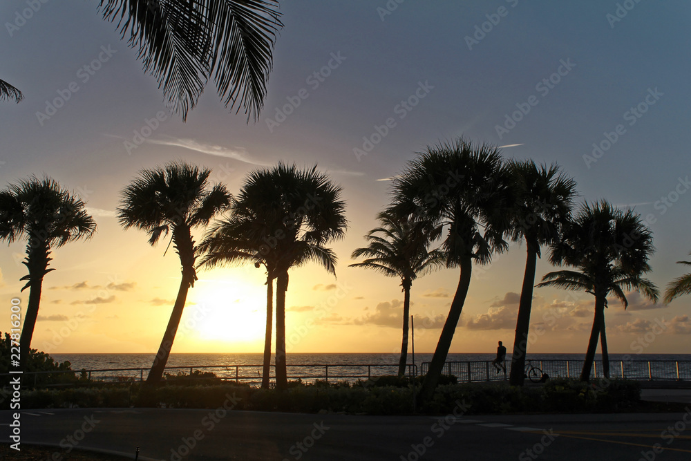 Palm beach, Florida, USA - August 5, 2016: Silhouette coconut palm trees on beach at sunset Palm beach, Florida, USA - August 5, 2016: Silhouette coconut palm trees on beach at sunset