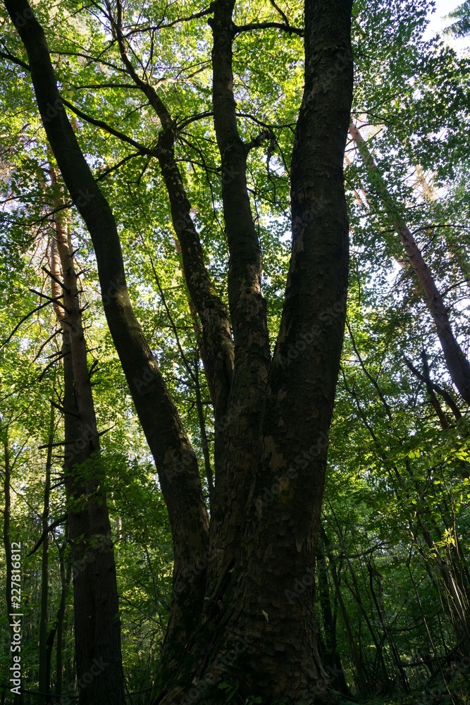 Trees in the forest. Slovakia Trees in the forest. Slovakia