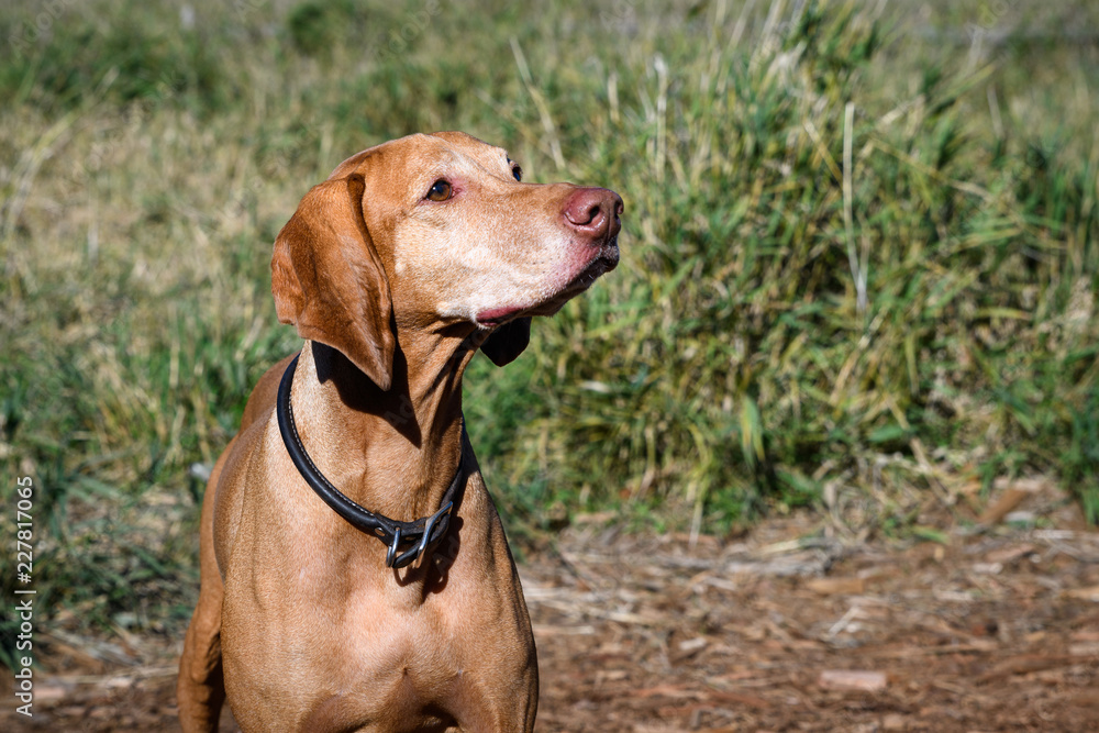 Portrait of energetic Vizsla, sporting dog breed, in off-leash dog park, grass background
