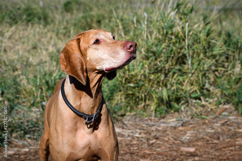 Portrait of energetic Vizsla  sporting dog breed  in off-leash dog park  grass background  